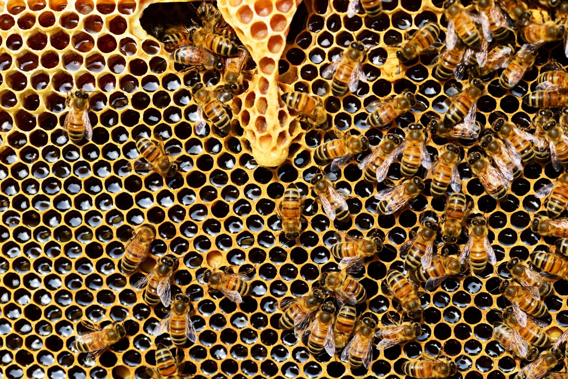Bees making honey in a hive