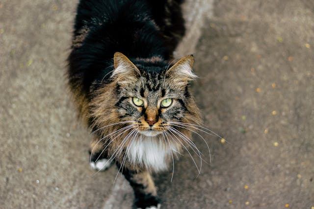 Black, brown, and white cat