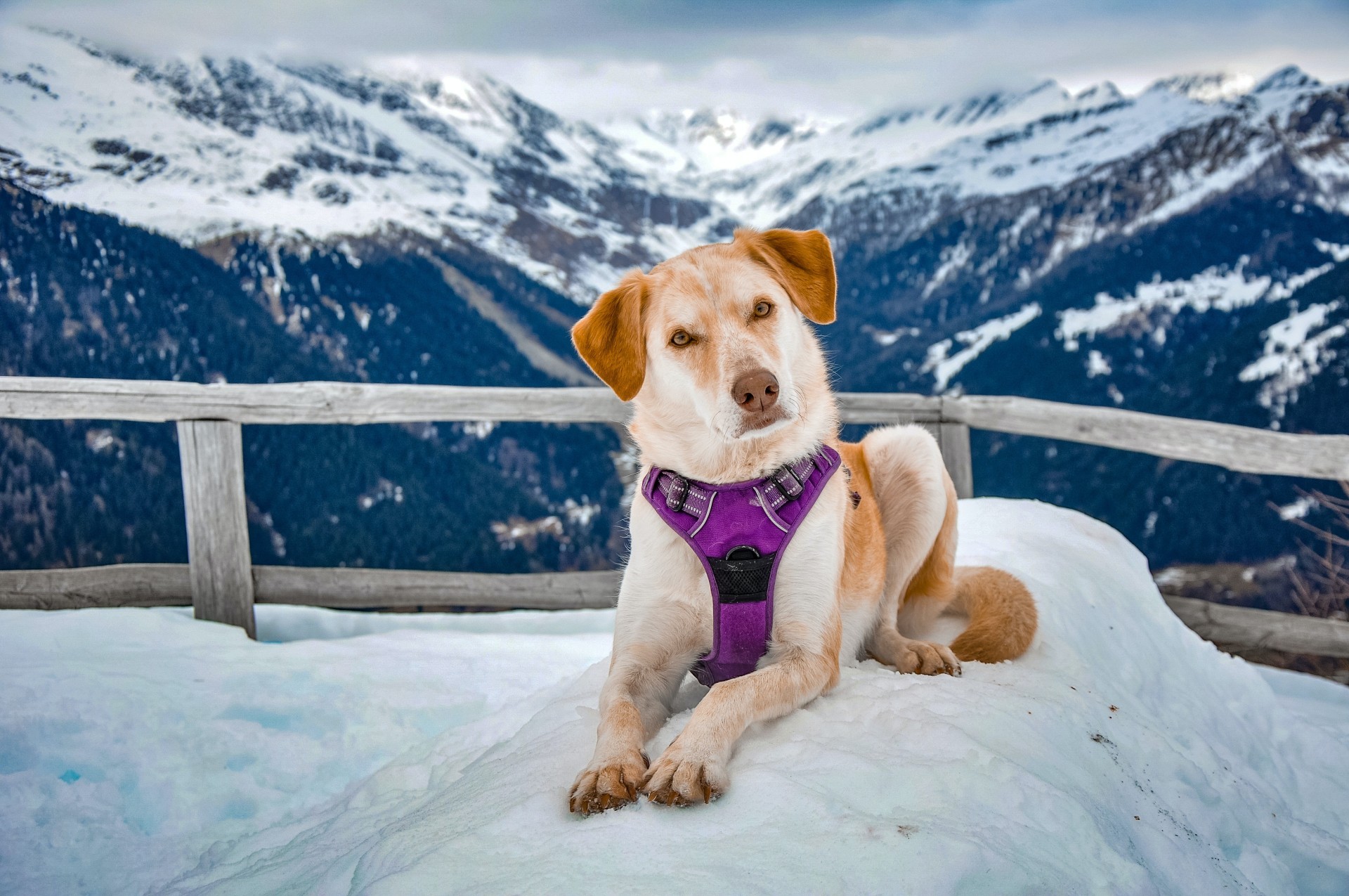 Dog sitting in the snow on a mountain