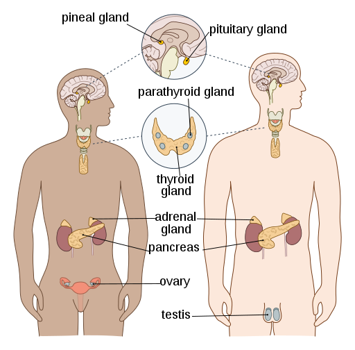 endocrine system