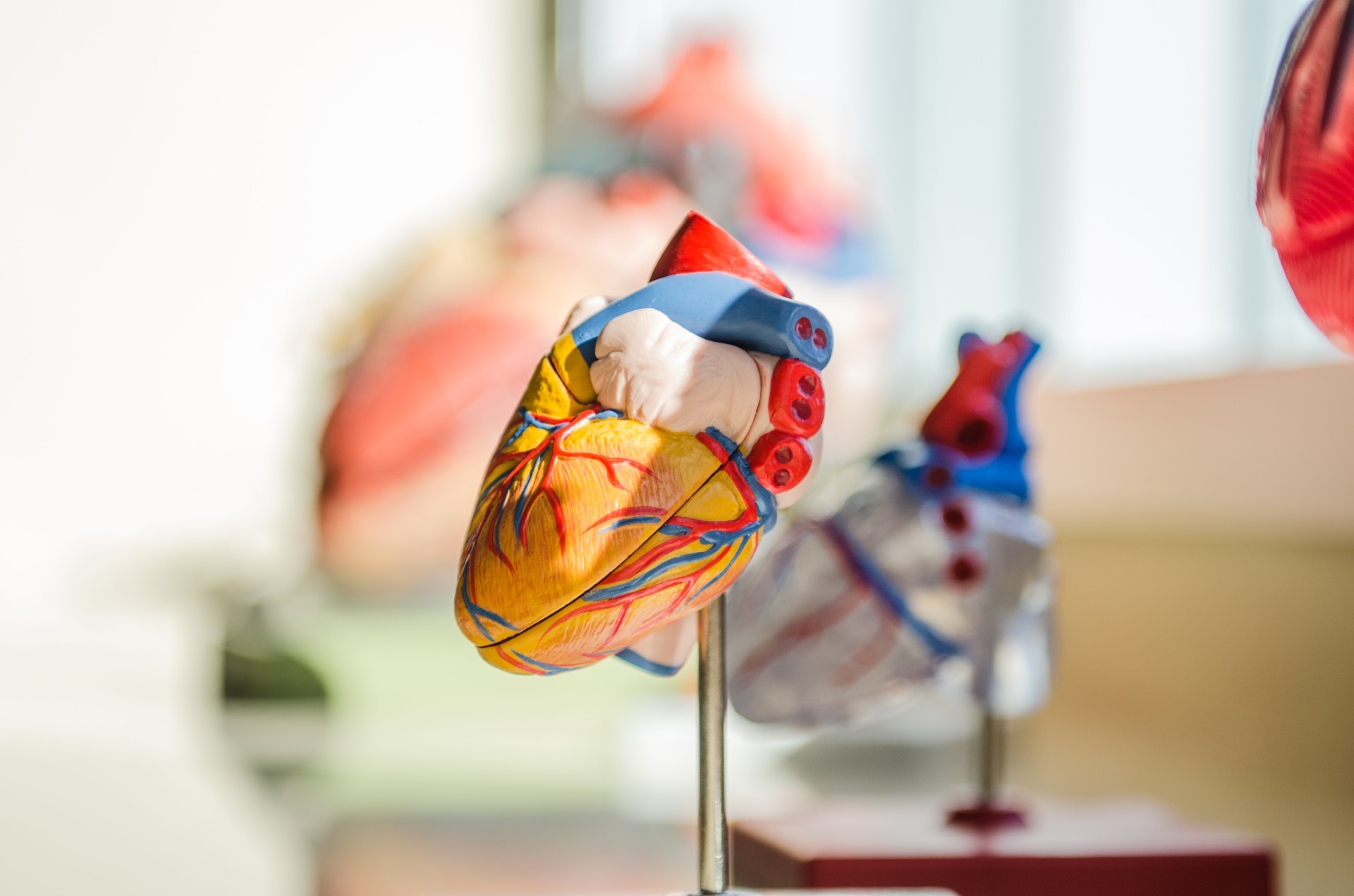 Model of heart