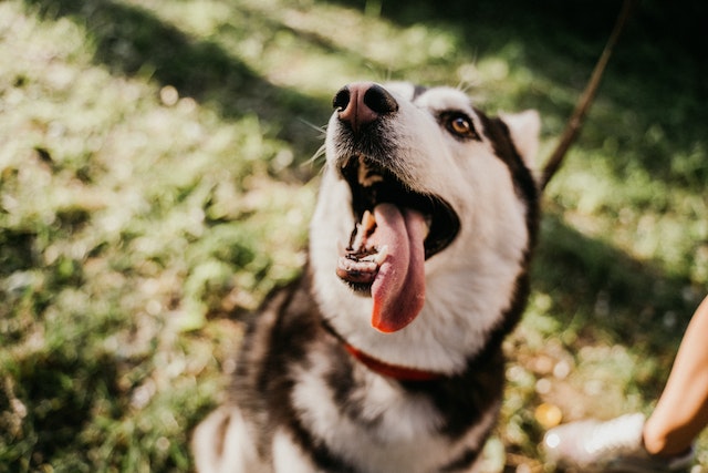 black and white husky