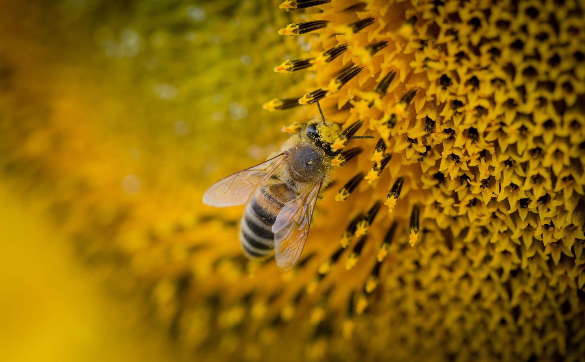 macro of a bee