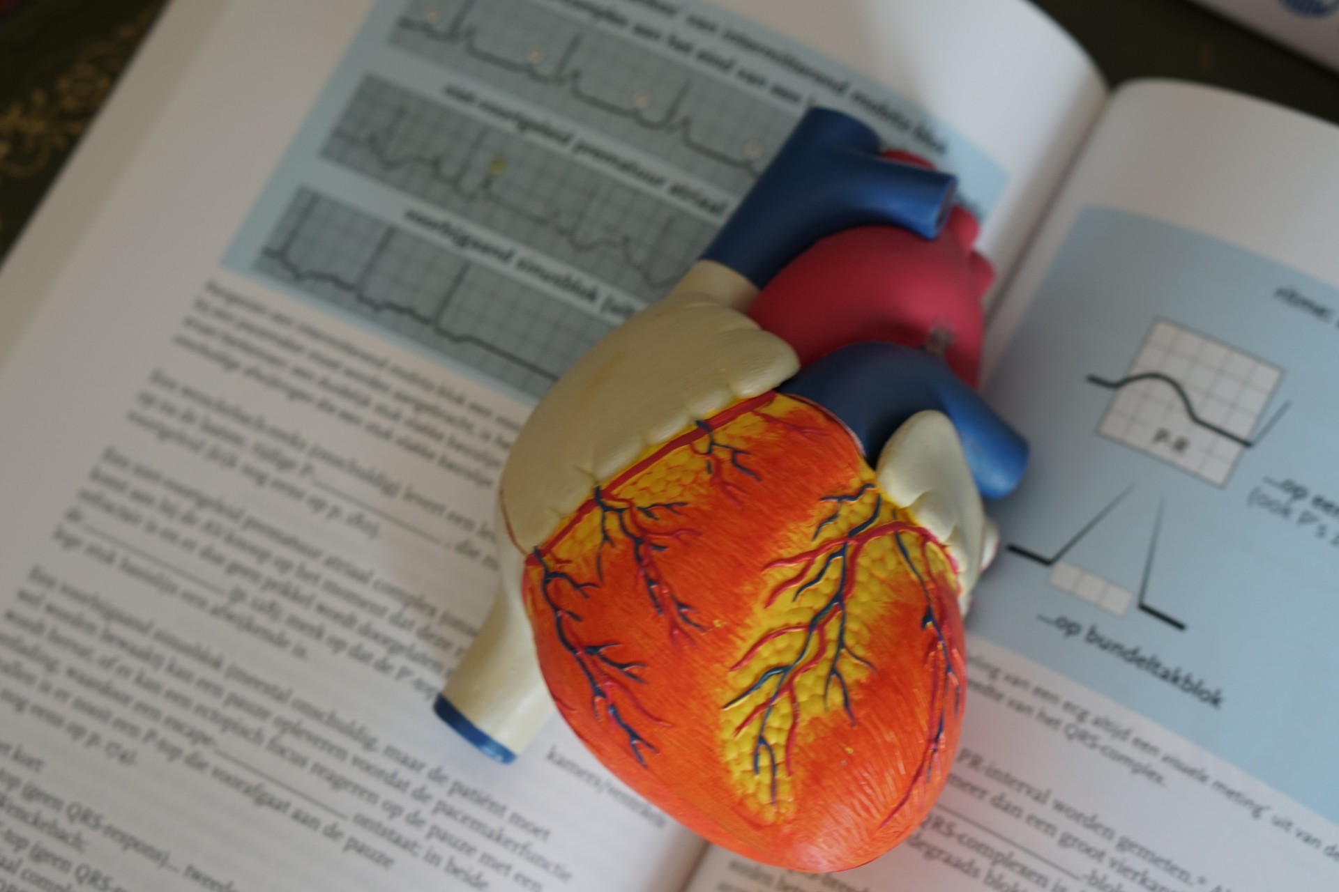 Model heart textbook