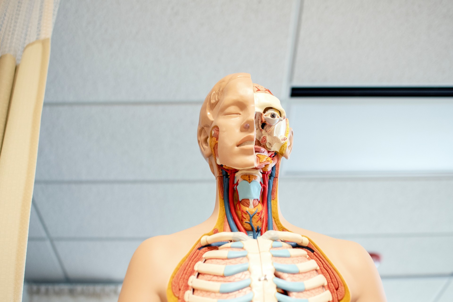 human neck anatomy