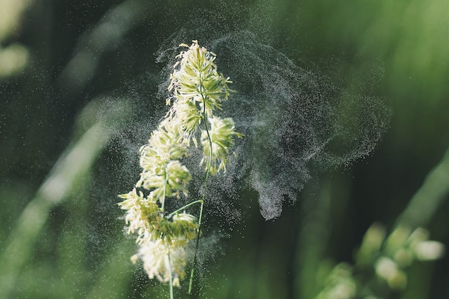 pollen from a flower blowing in the wind