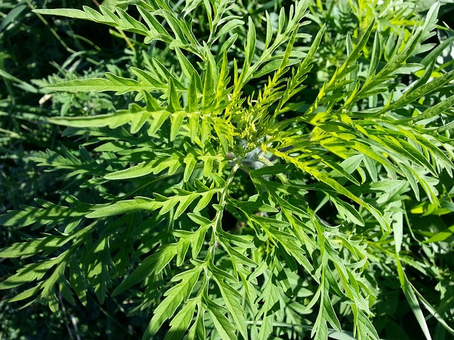 western ragweed plant