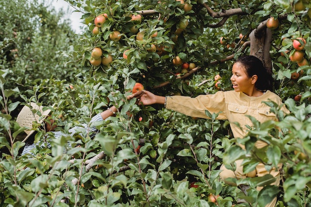 woman picking apples in an orchard